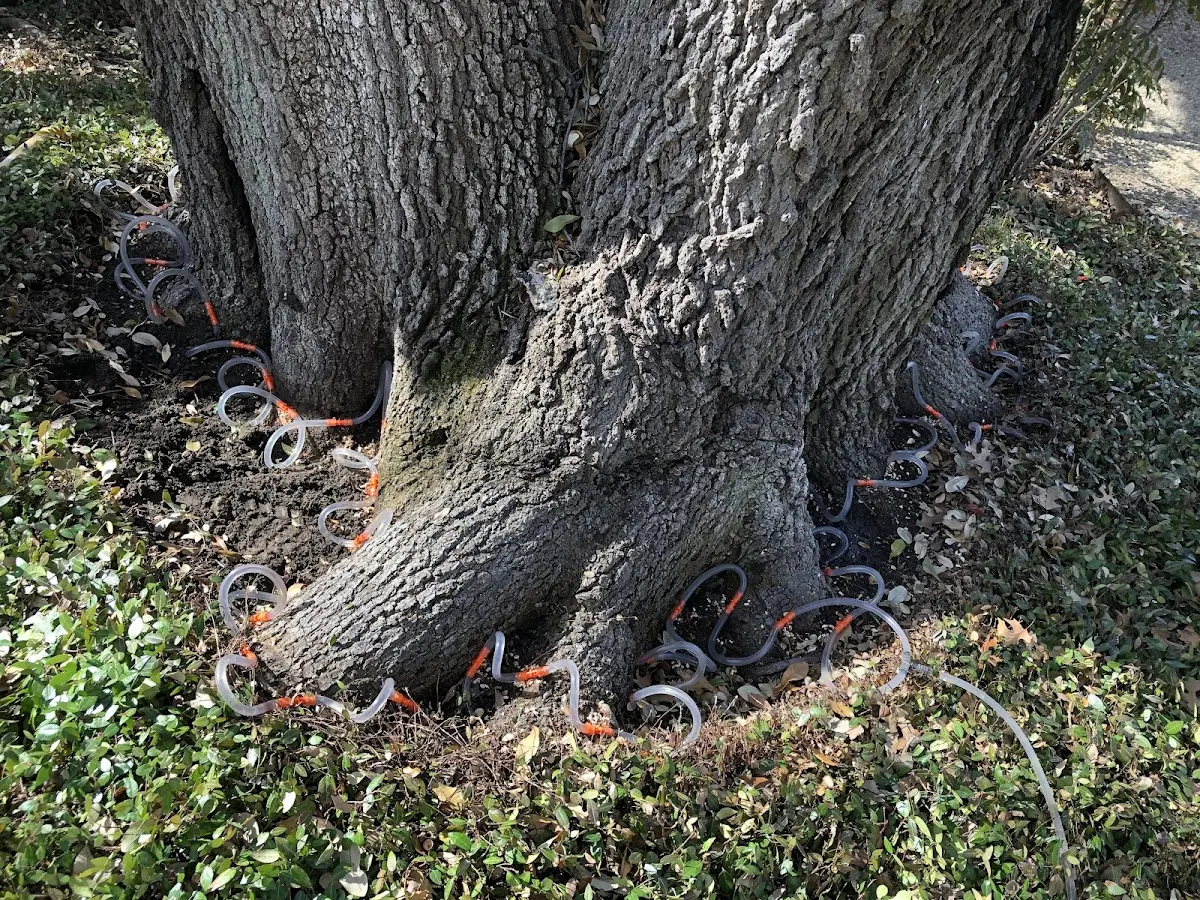 Detailed Tree Cabling and Bracing job site in Chestnut Ridge