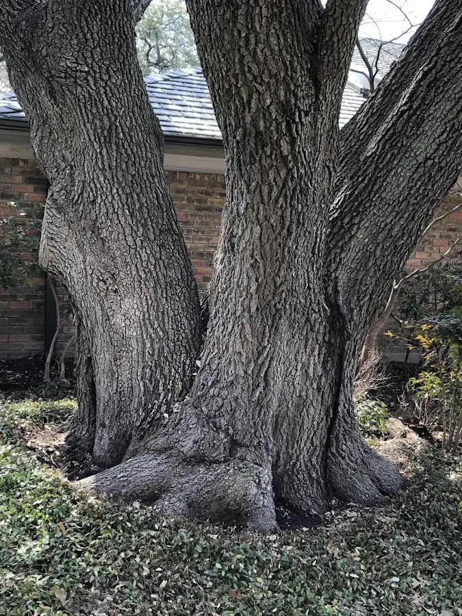 Mature heritage tree close to a Chestnut Ridge property cared for by certified arborists